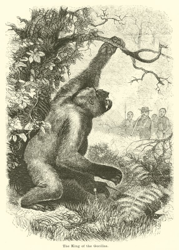 Gorillaenes konge av English School