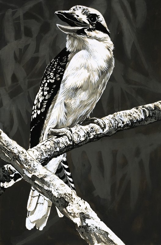Kookaburraen av English School