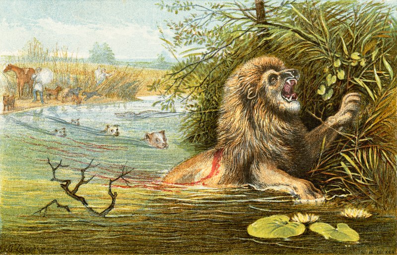 The Lion - 