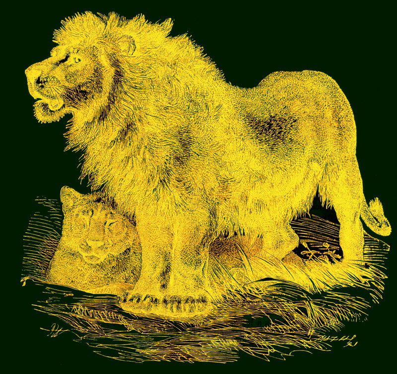 The Lion, illustrasjon fra J. G. Woods Illustrated Natural History, publisert ca. 1850 (digitalt forbedret bilde) av English School