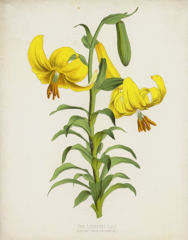The Loddiges Lily, Lilium Loddigesianum av English School