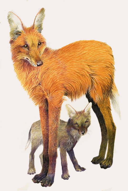 Maned Wolf, funnet i Sør-Amerika av English School