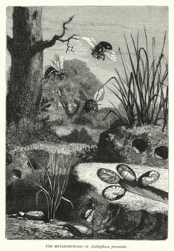 Metamorfosene til Anthophora personata (gravering) av English School