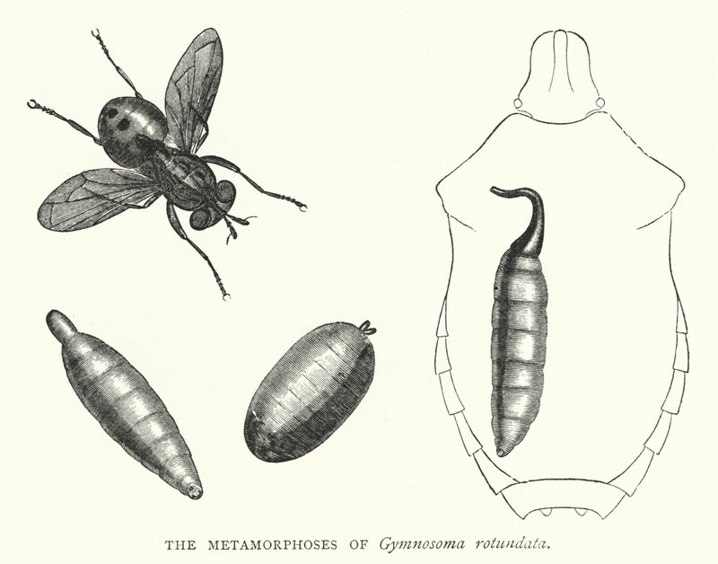 Metamorfosene til Gymnosoma rotundata (gravering) av English School