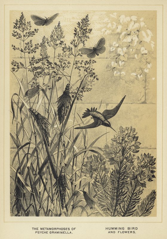 Metamorfosene til Psyche graminella, kolibri og blomster av English School