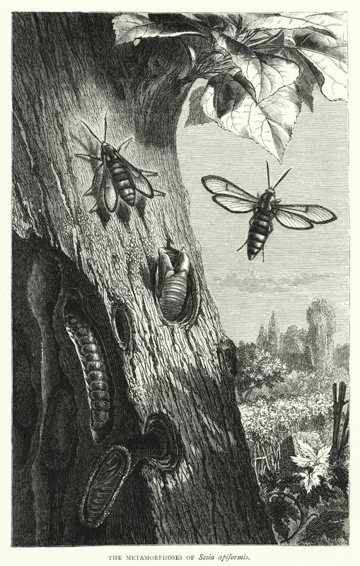 Metamorfosene til Sesia apiformis (gravering) av English School