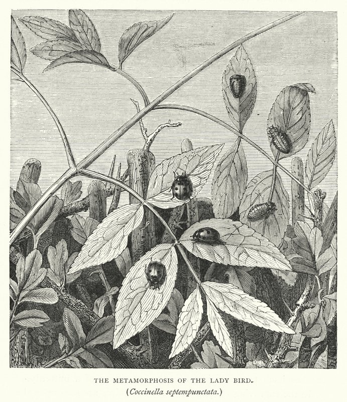 Marihønens metamorfose, Coccinella septempunctata (gravering) av English School