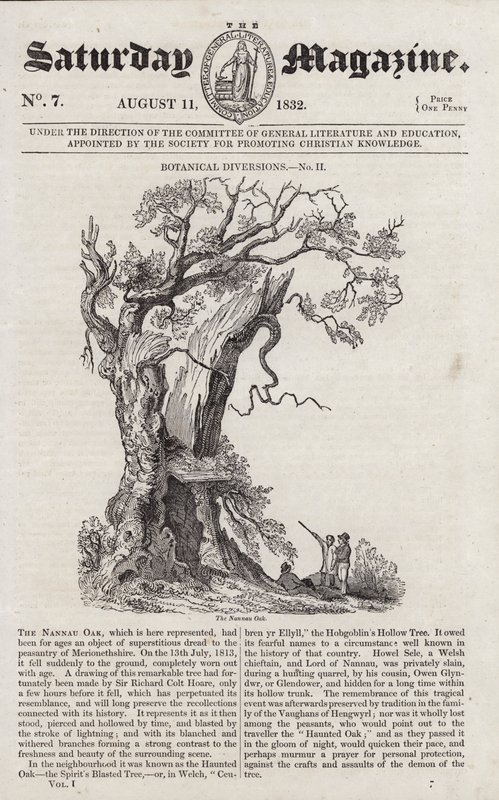 Nannau Oak (gravering) av English School