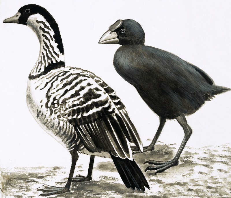 Ne-Ne eller hawaiisk gås og takahe-fugl av English School