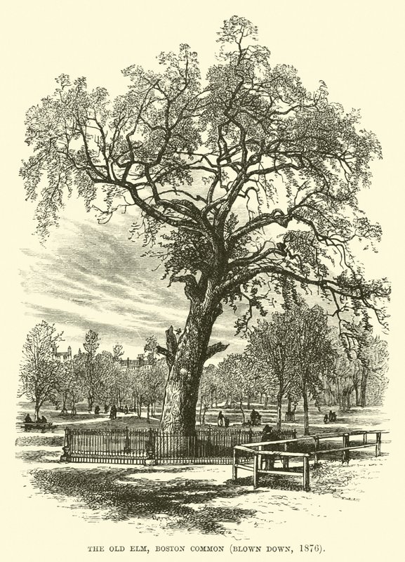 The Old Elm, Boston Common, sprengt ned, 1876 av English School