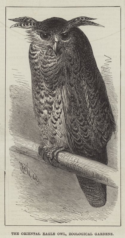 The Oriental Eagle Owl, Zoological Gardens (gravering) av English School