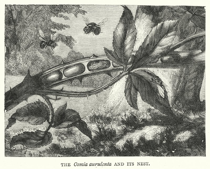 Osmia aurulenta og reiret (gravering) av English School