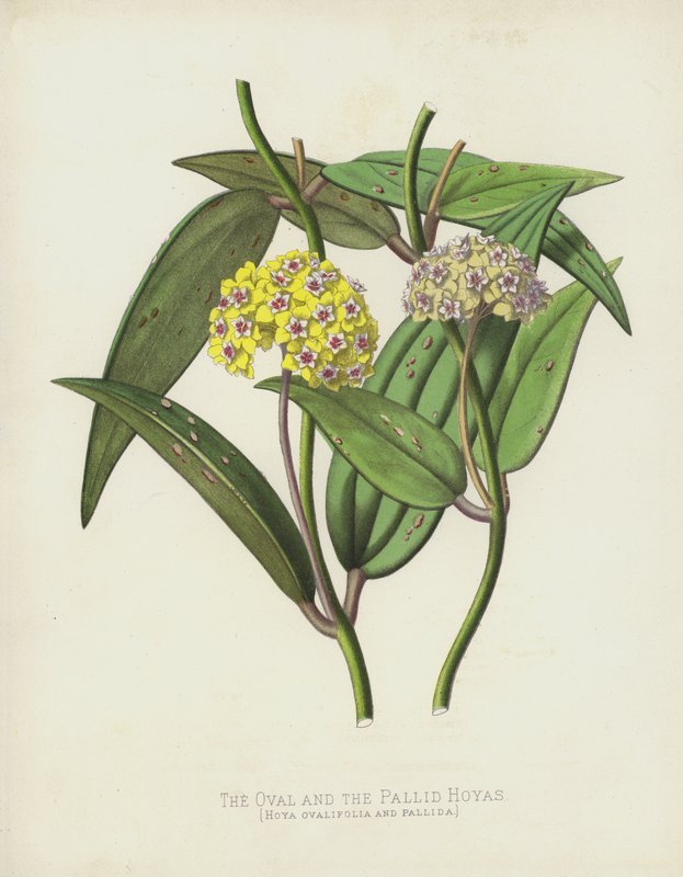 The Oval and the Pallid Hoyas, Hoya Ovalifolia og Pallida av English School