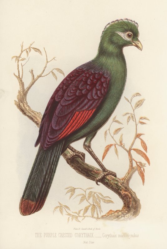 The Purple Crested Corythaix, Corythaix Macrorhynchus (farge litho) av English School