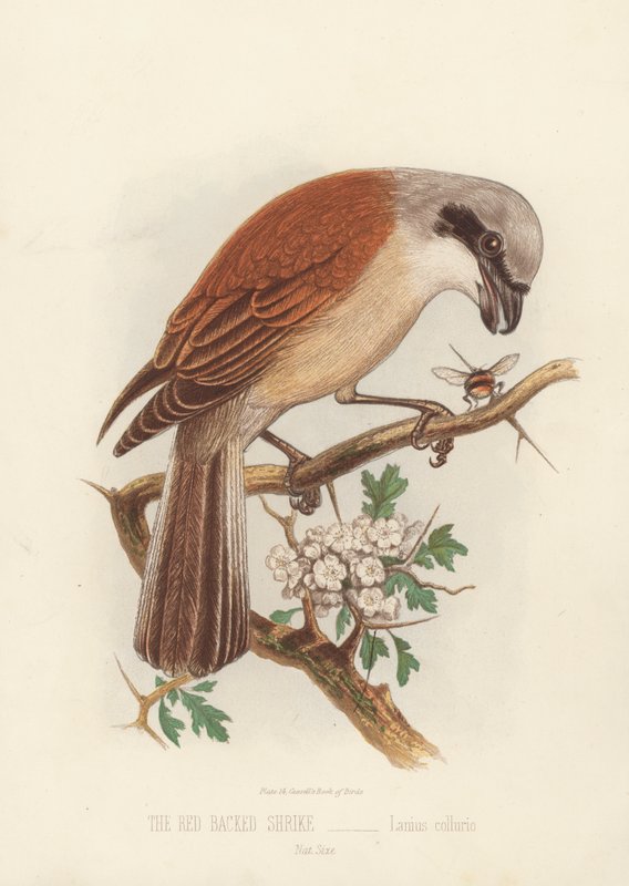 The Red Backed Shrike, Lanius Collurio (farge litho) av English School