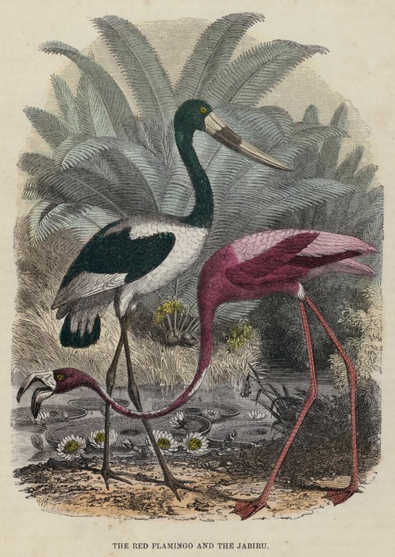 Den røde flamingoen og jabiruen (farget gravering) av English School