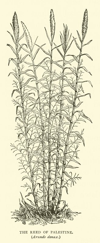 The Reed of Palestine, Arundo donax av English School
