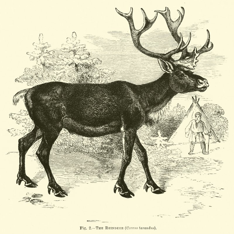 Reinsdyret, Cervus tarandus av English School