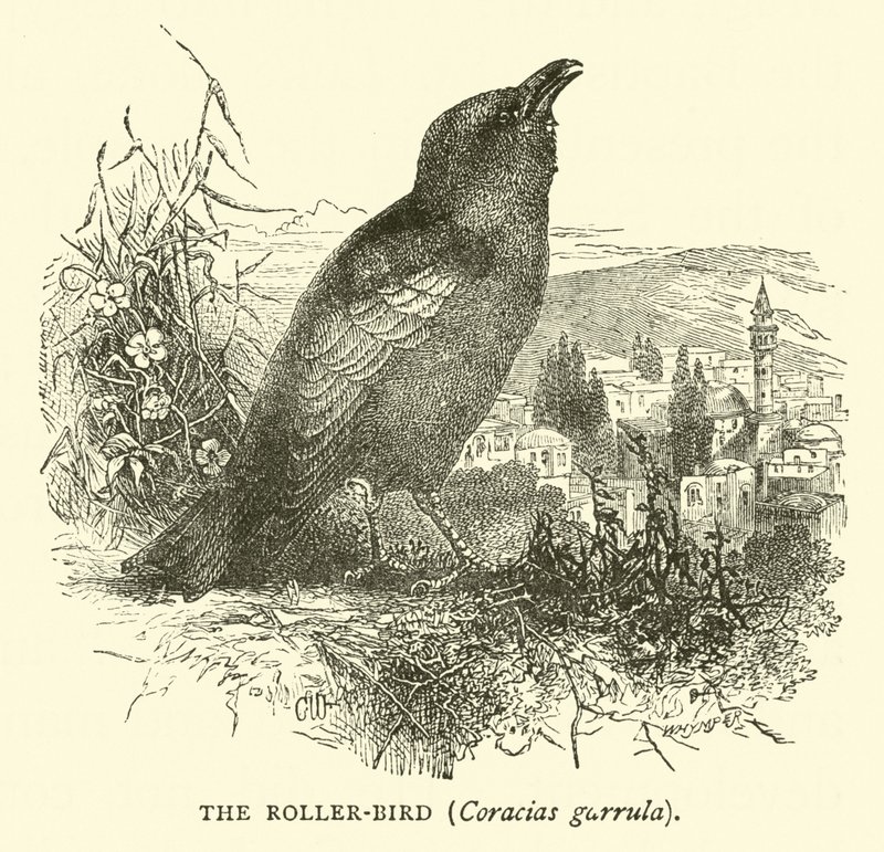 Rullefuglen, Coracias garrula av English School