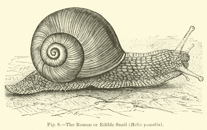 Den romerske eller spiselige sneglen (Helix pomatia) av English School