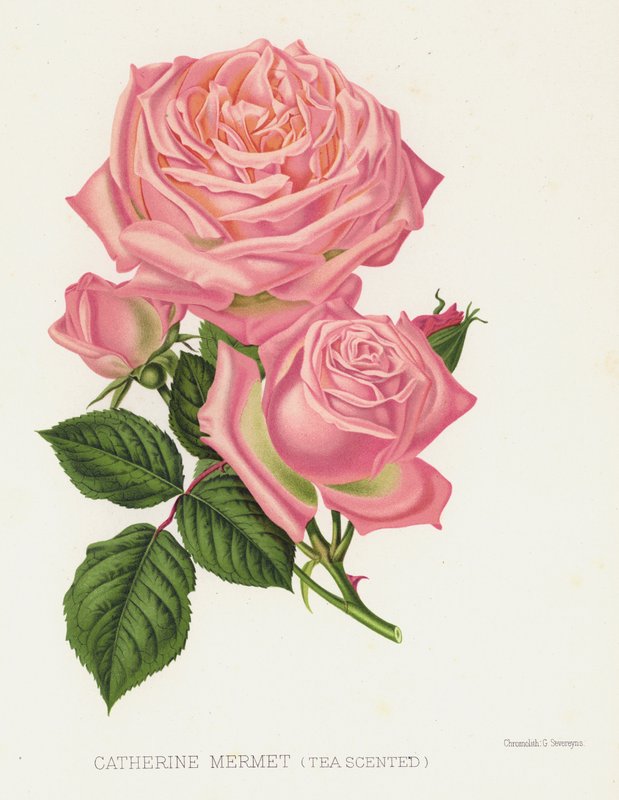 Rosehagen: Catherine Mermet, teduftende av English School