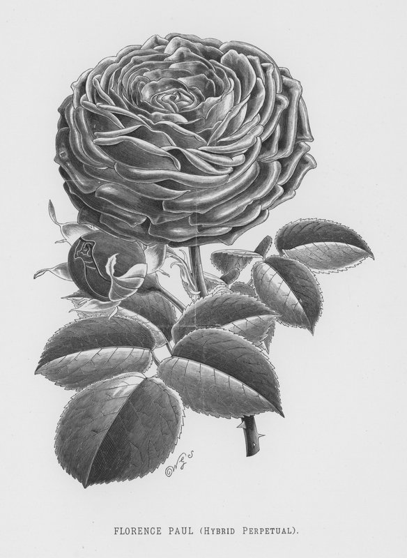 Rosehagen: Florence Paul, Hybrid Perpetual (gravering) av English School