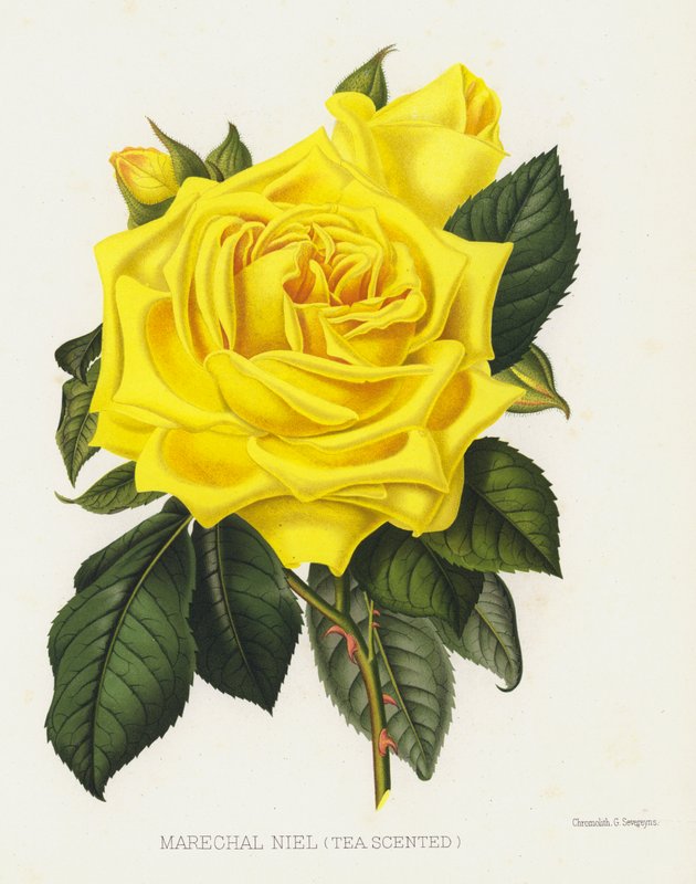 Rosehagen: Marechal Niel, teduftende av English School