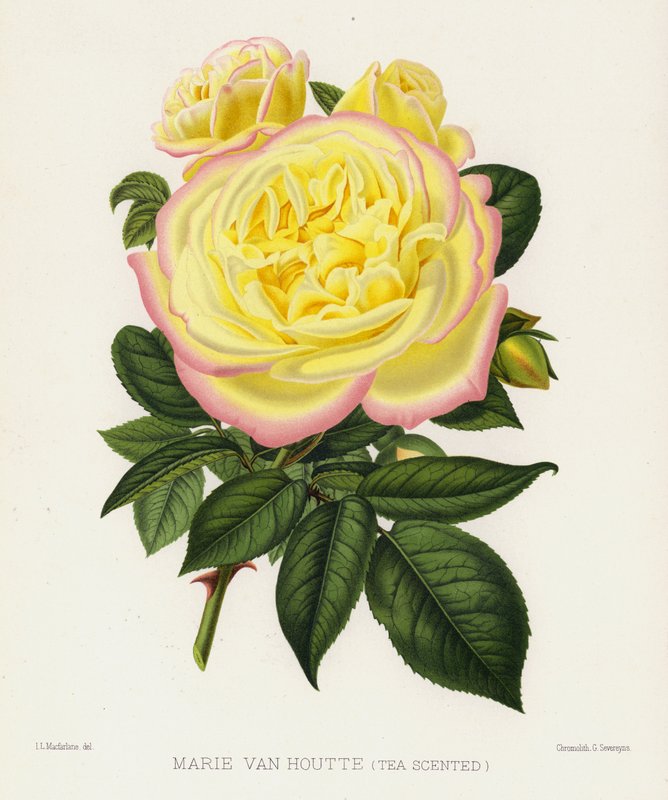 The Rose Garden: Marie Van Houtte, Tea Scented av English School