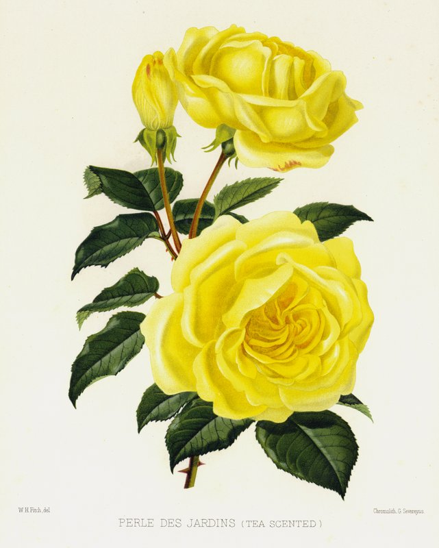 Rosehagen: Perle Des Jardins, teduftende av English School