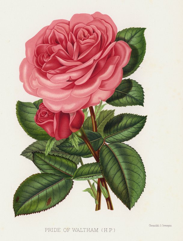 The Rose Garden: Pride of Waltham, HP av English School