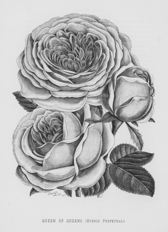 The Rose Garden: Queen of Queens, Hybrid Perpetual (gravering) av English School