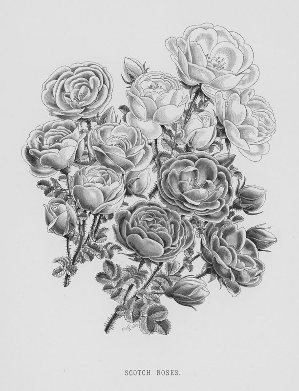The Rose Garden: Scotch Roses (gravering) av English School