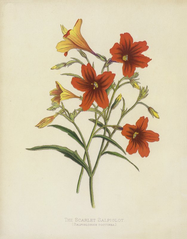 The Scarlet Salpiglot, Salpiglossis Coccinea av English School