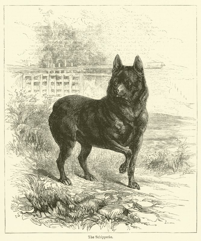 The Schipperke (gravering) av English School
