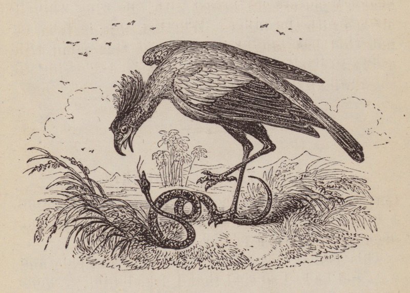The Secretary Bird (gravering) av English School