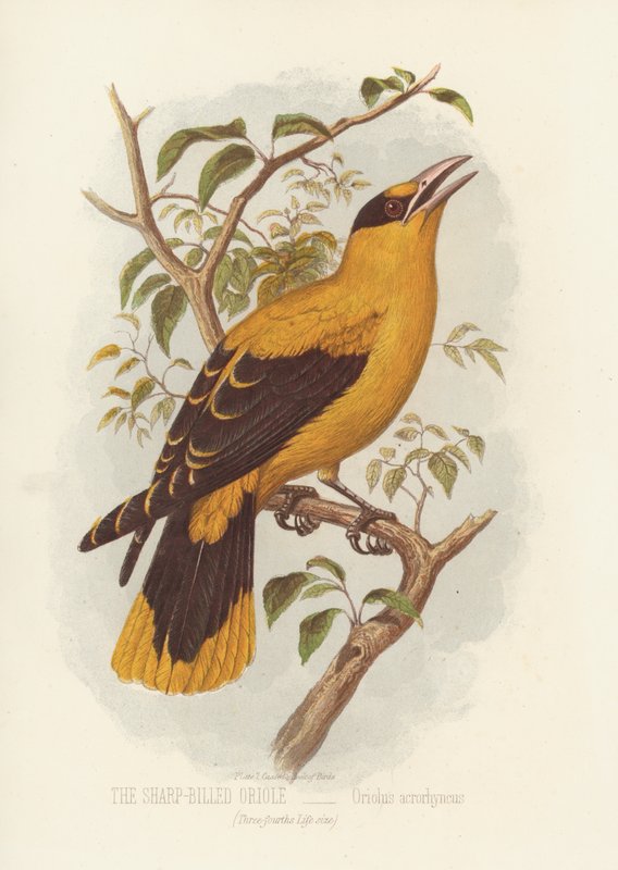 The Sharp-Billed Oriole, Oriolus Acrorhyncus (farge litho) av English School