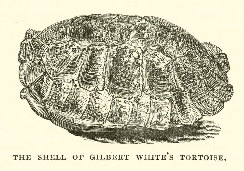 Skallet til Gilbert Whites skilpadde (gravering) av English School