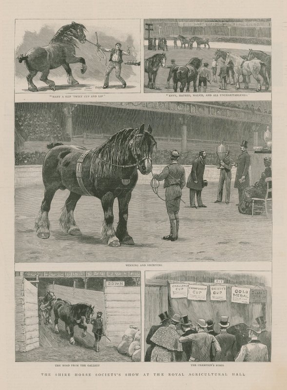 Shire Horse Society-showet i Royal Agricultural Hall av English School