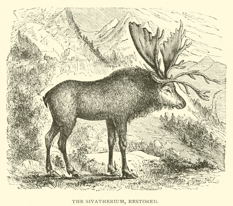 Sivatherium, restaurert (gravering) av English School