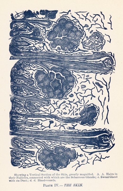 Huden (farge litho) av English School