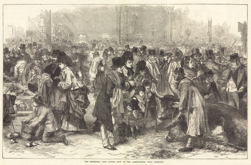Smithfield Club Cattle Show i Agricultural Hall, Islington av English School