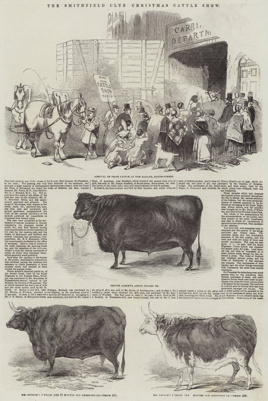 The Smithfield Club Christmas Cattle Show (gravering) av English School