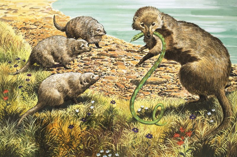 Slangefangeren, illustrasjon fra «Naturens eventyrland» av English School