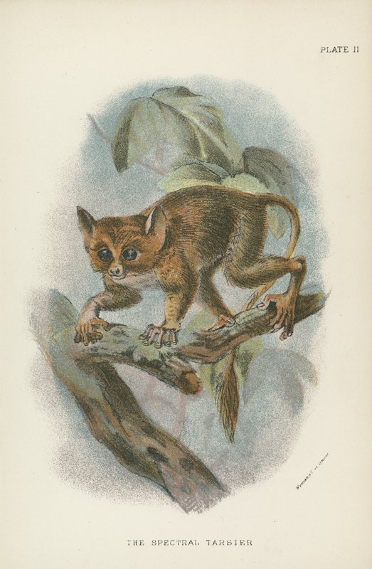 Den spektrale Tarsier av English School