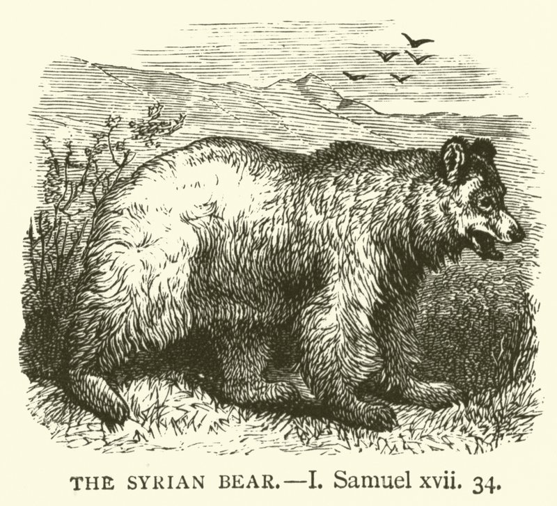 Den syriske bjørnen, I, Samuel, xvii, 34 (gravering) av English School