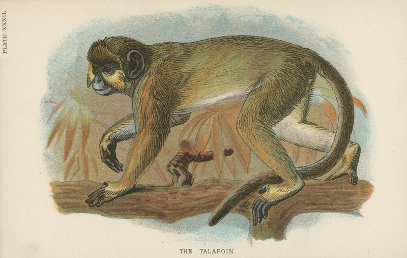 Talapoin av English School