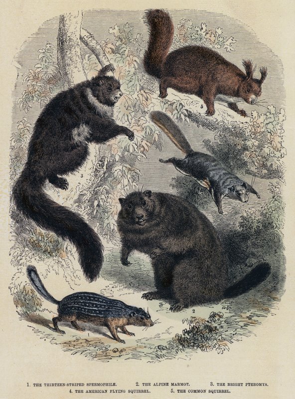 Den tretten-stripete spermofilen, Alpine Murmeldyr, The Bright Pteromys, The American Flying Squirrel, The Common Squirrel (farget gravering) av English School