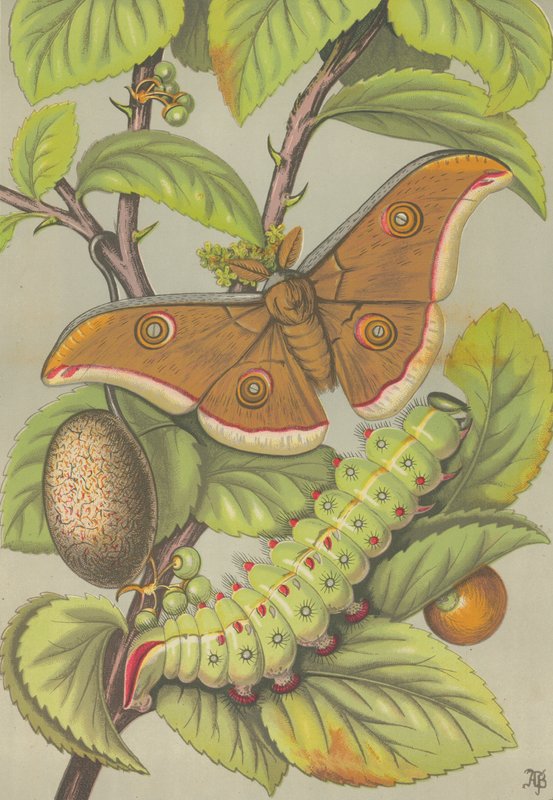 Tussar-silkeormen i India (farge litho) av English School