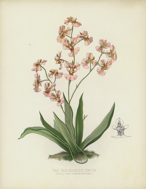Den spraglete onciden, Oncidium Variegatum av English School