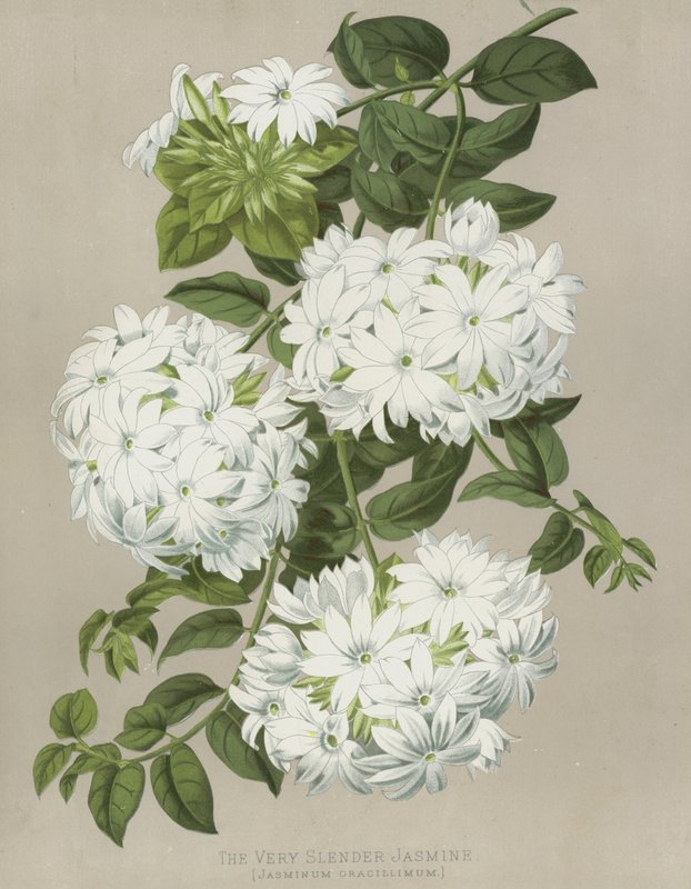 Den veldig slanke jasminen, Jasminum Gracillimum av English School